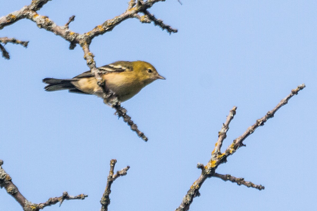 Bay-breasted Warbler - ML641438112