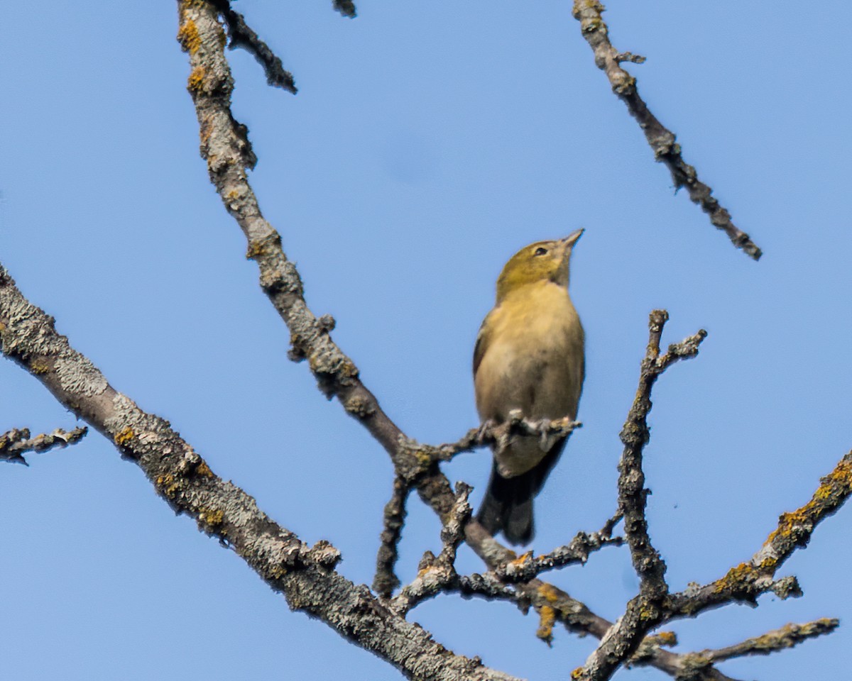 Bay-breasted Warbler - ML641438113