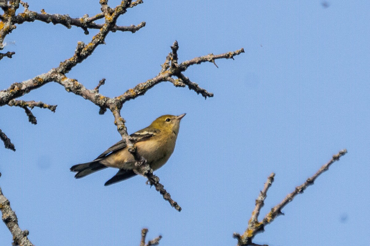 Bay-breasted Warbler - ML641438114