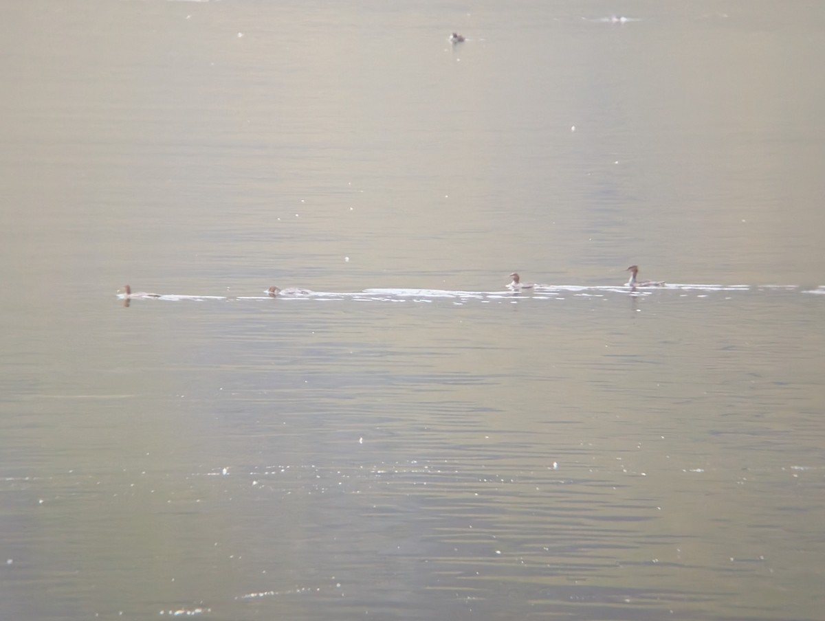 Red-breasted Merganser - ML641438115