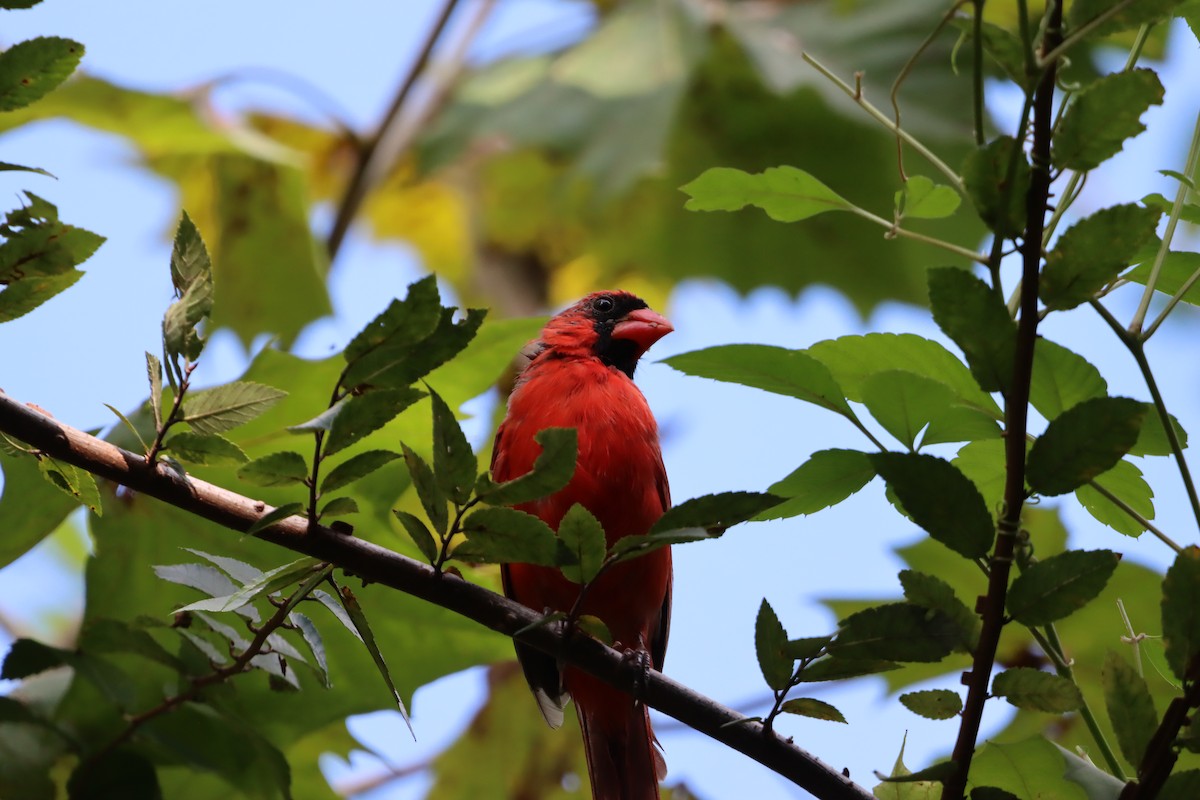 Northern Cardinal - ML641438117
