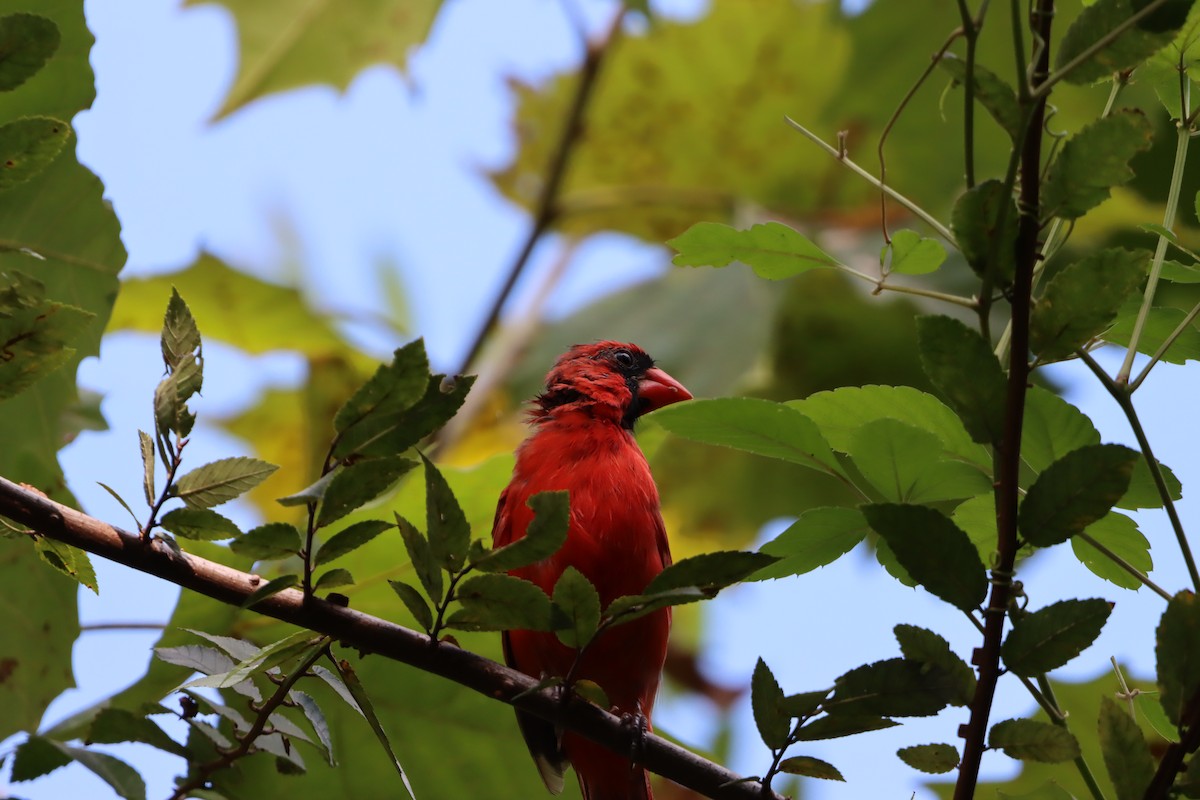Northern Cardinal - ML641438118