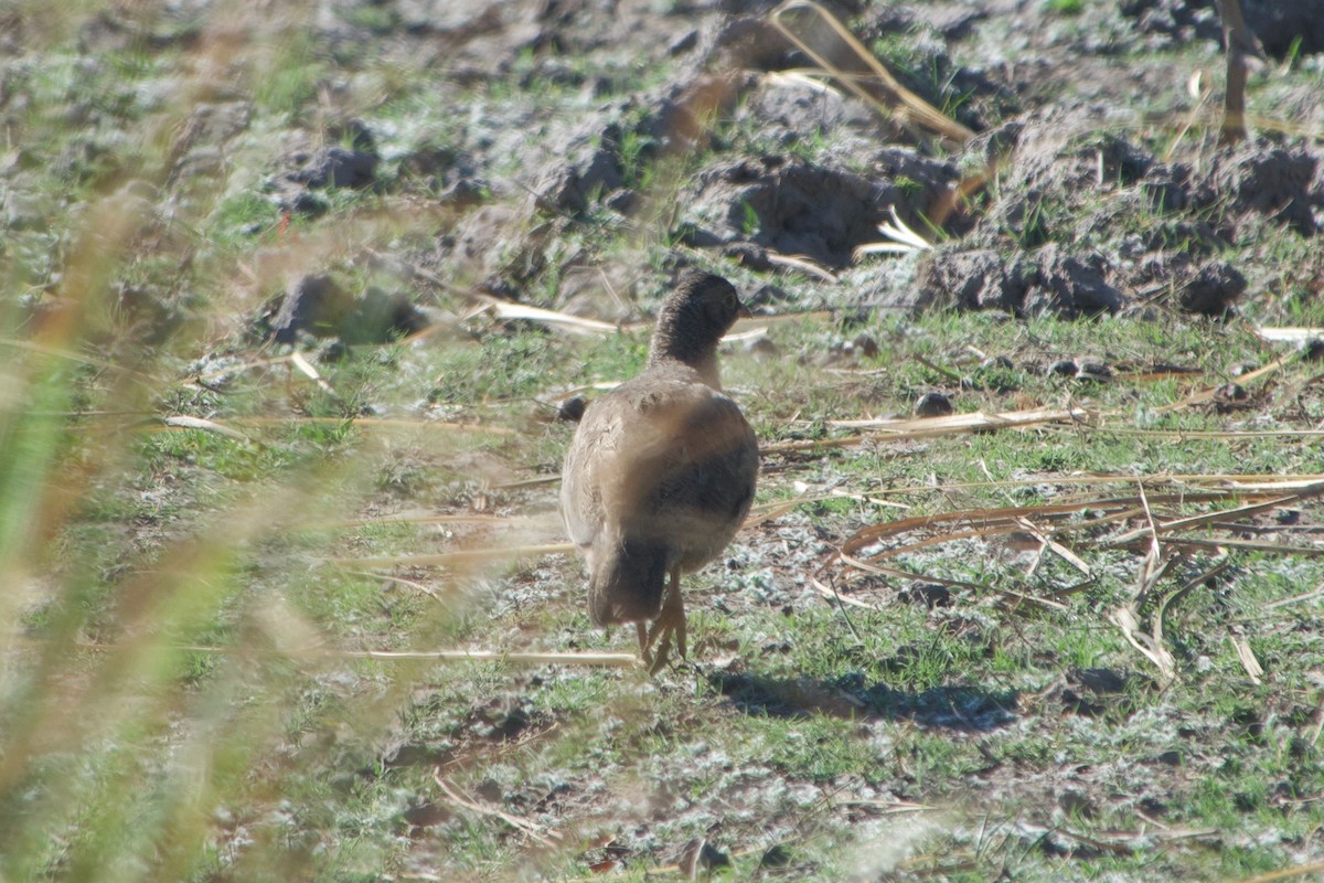 Red-billed Spurfowl - ML641438126