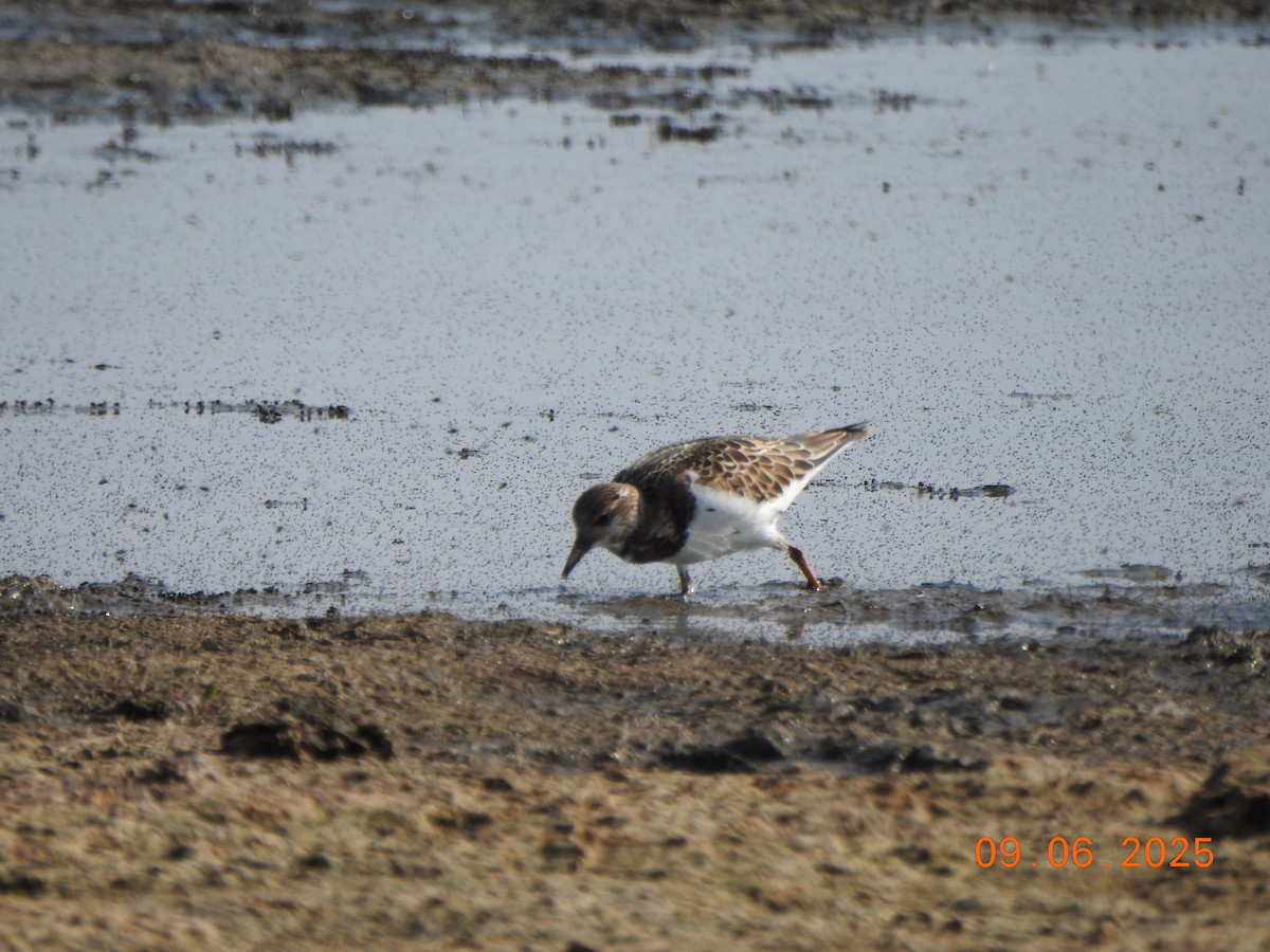 Алаг хайргач - ML641438163
