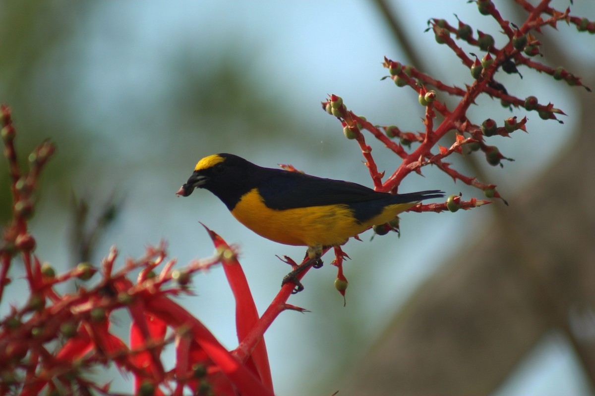 Scrub Euphonia - ML641438165