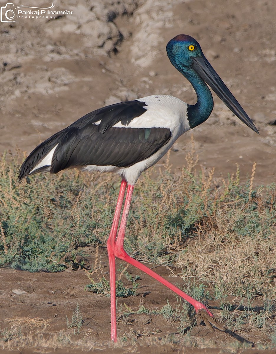 Black-necked Stork - ML641438166