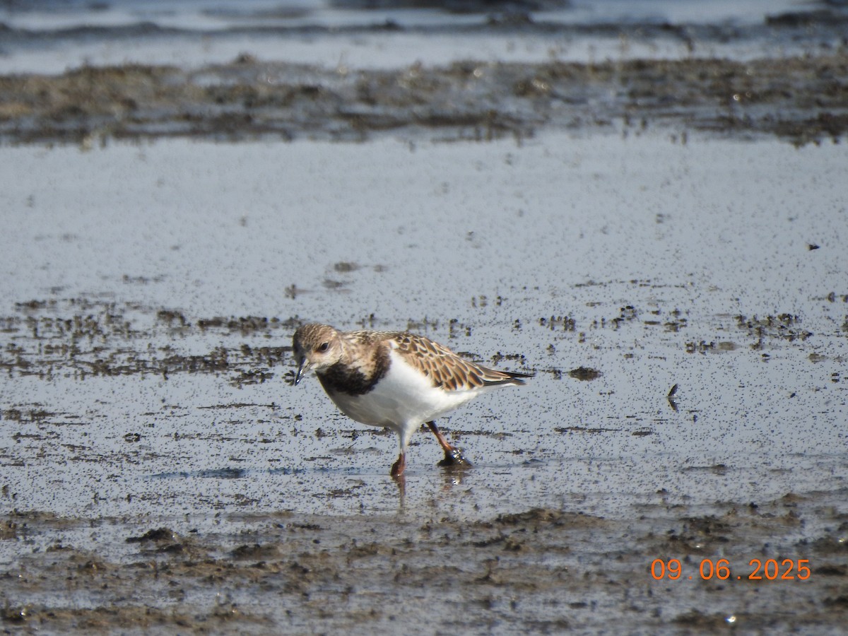 Алаг хайргач - ML641438169