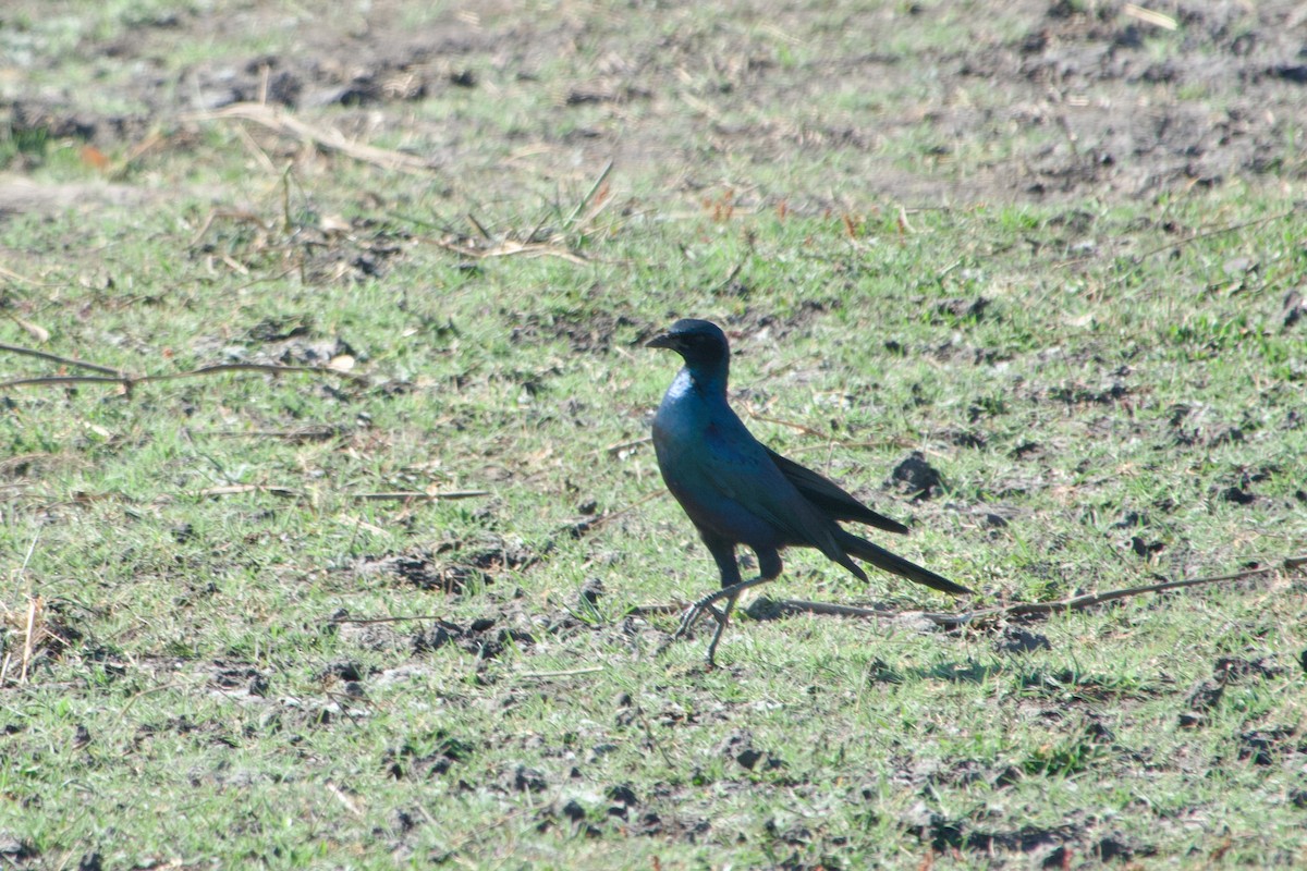 Burchell's Starling - ML641438189
