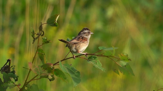 Swamp Sparrow - ML641438197