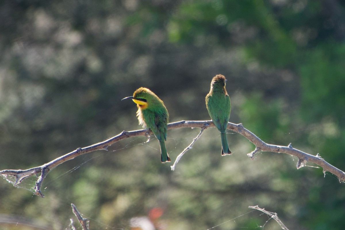 Little Bee-eater - ML641438201