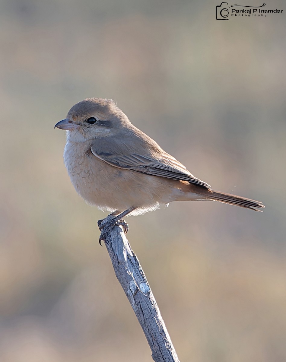 Isabelline Shrike - ML641438210