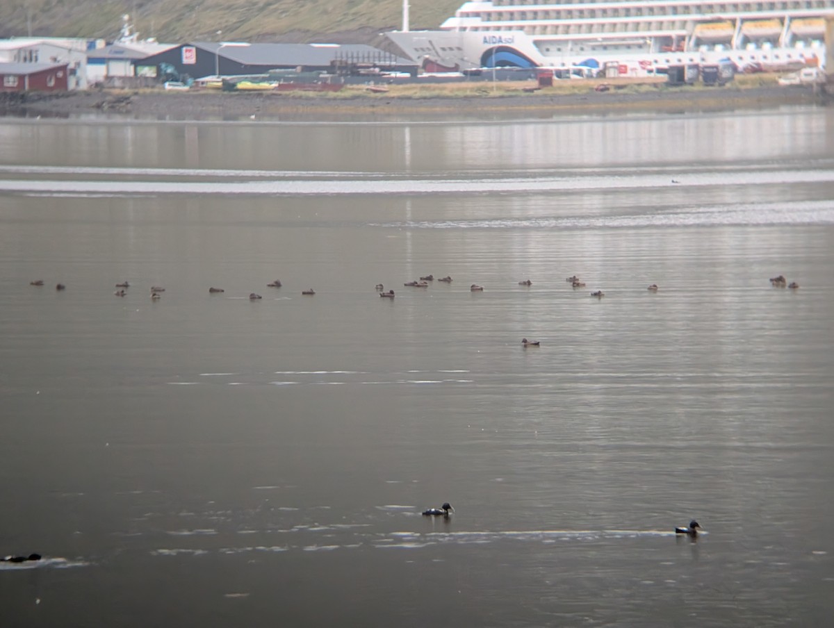 Common Eider - ML641438211