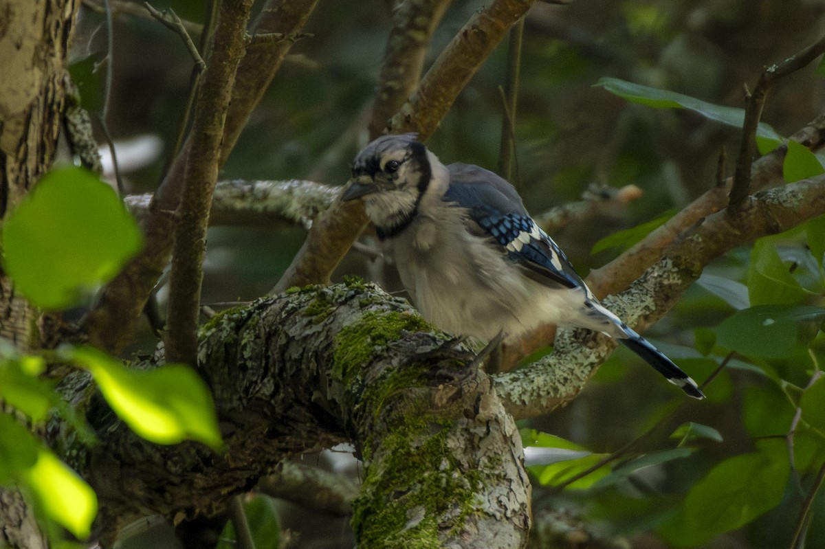 Blue Jay - ML641438219