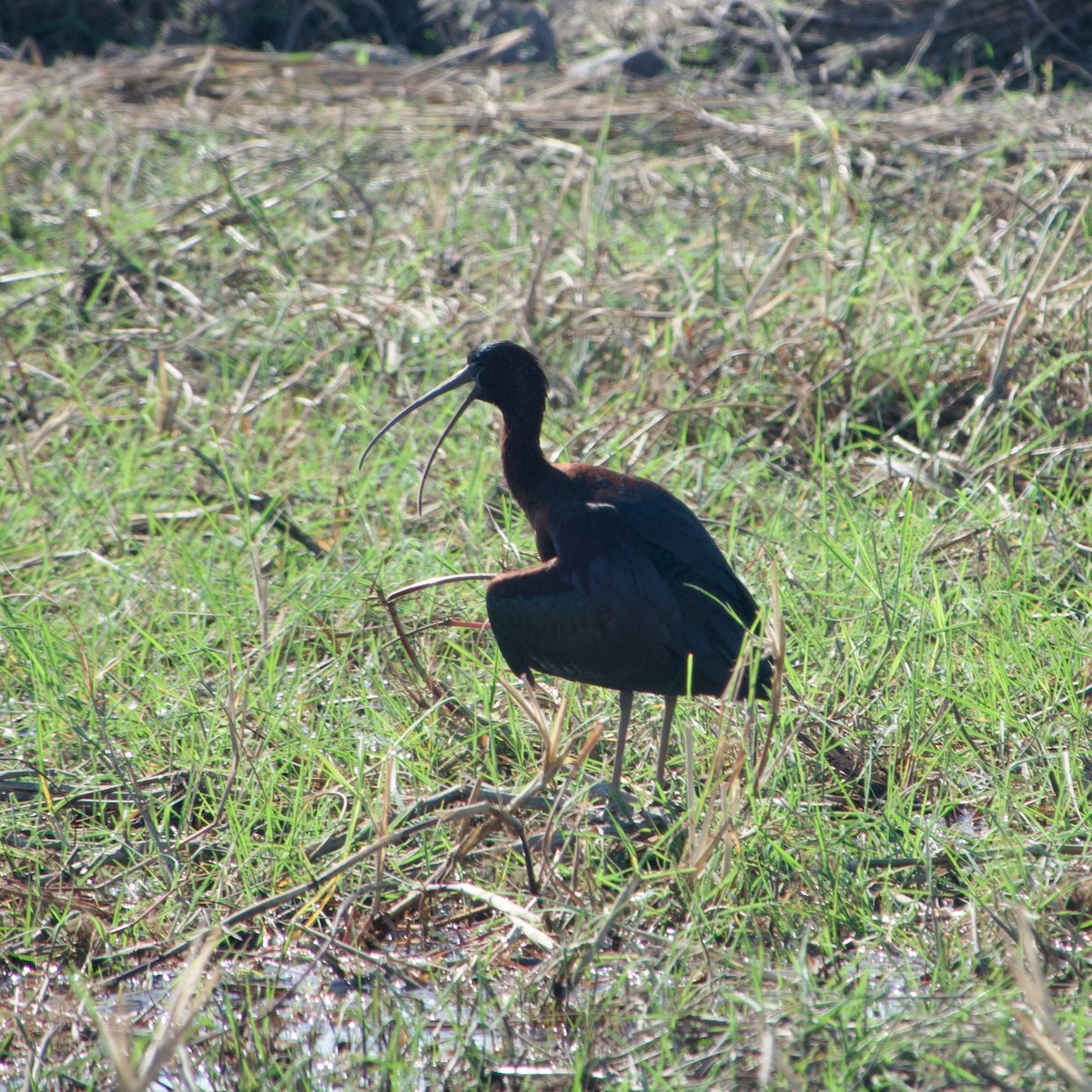 Glossy Ibis - ML641438241