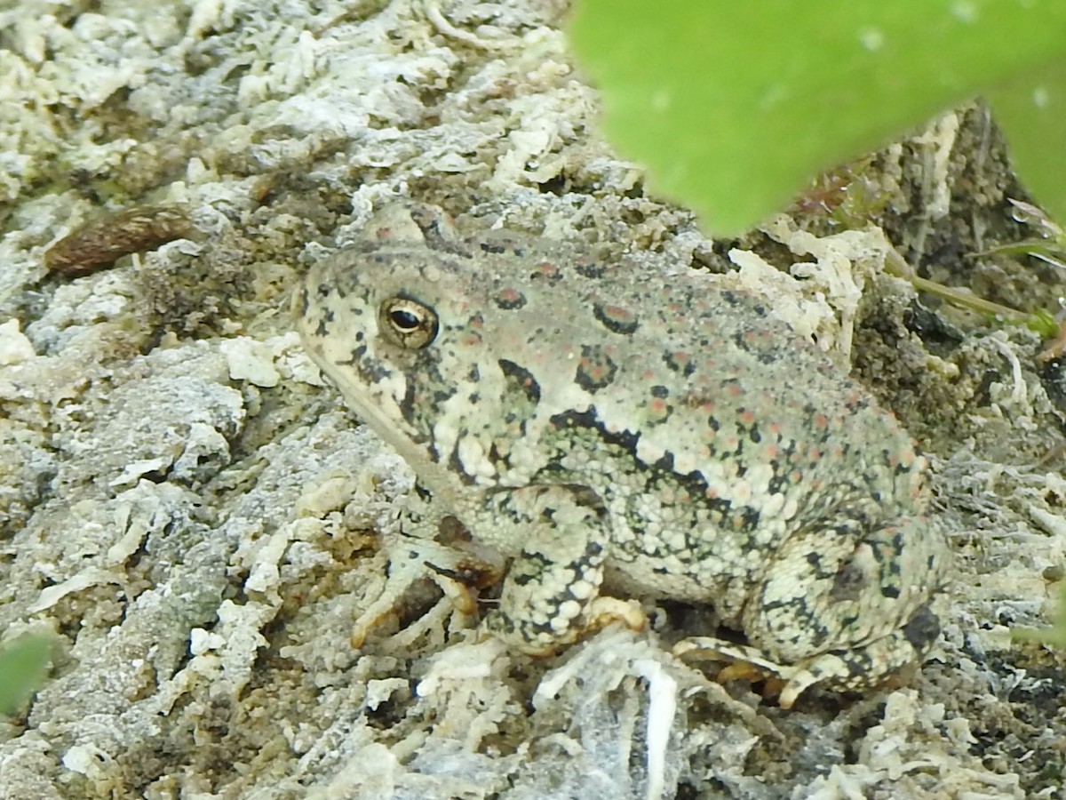 Amphibians - ML641438254
