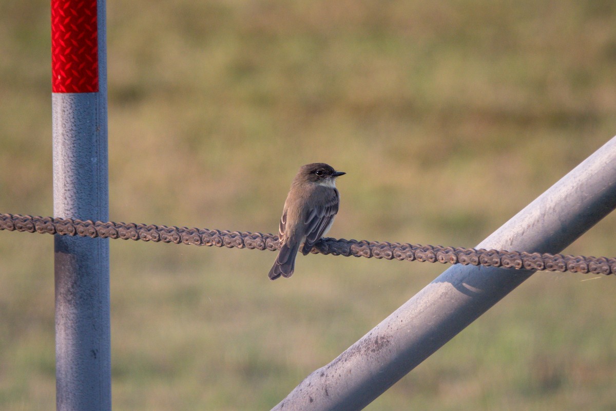 ツキヒメハエトリ - ML641438257