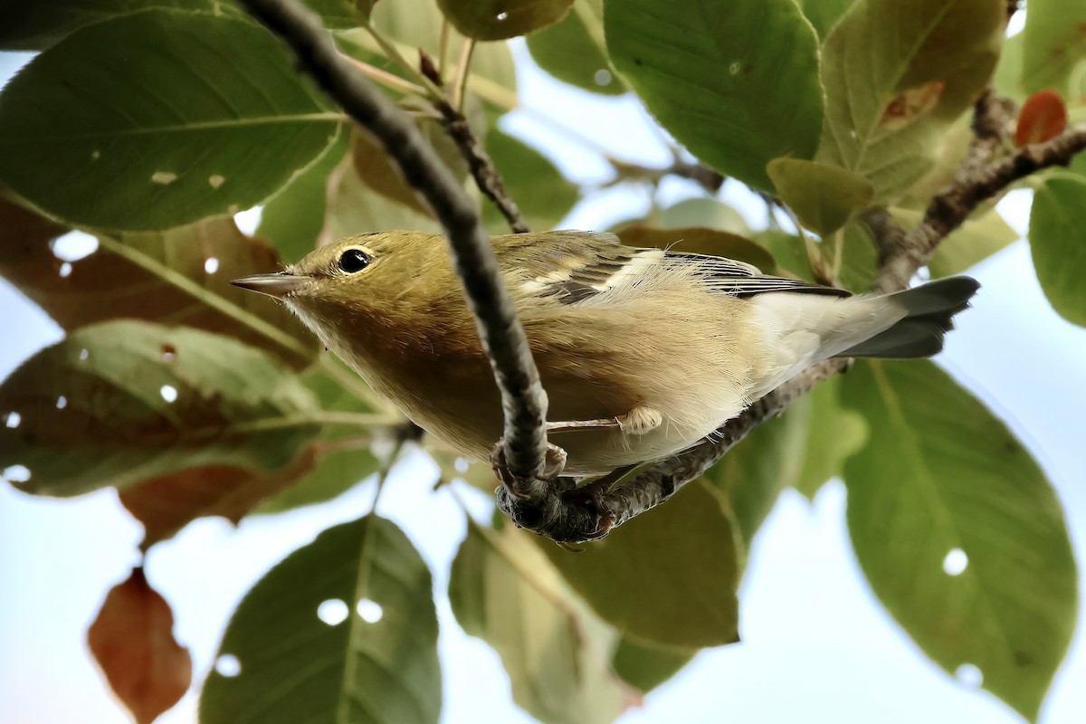 Bay-breasted Warbler - ML641438273