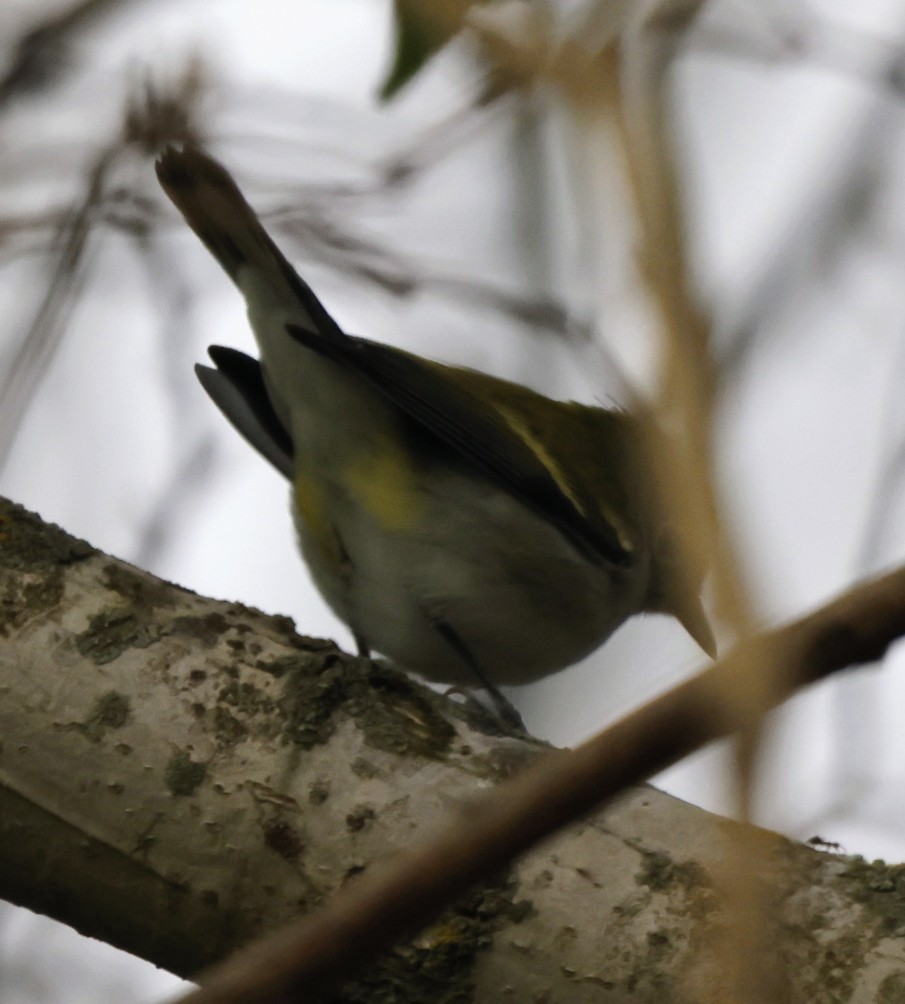 Rubingoldhähnchen - ML641438282