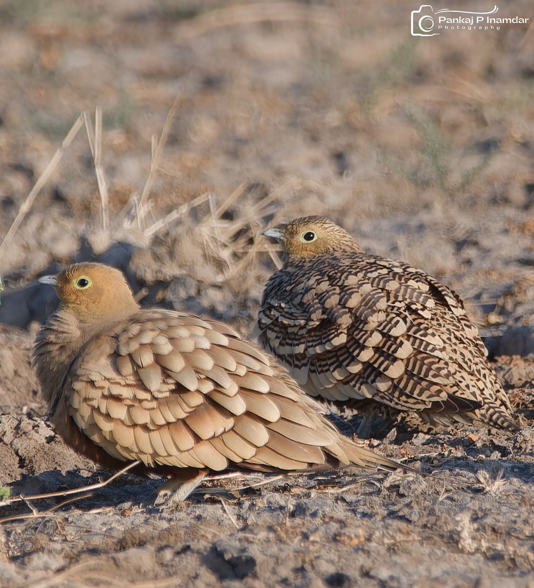 Chestnut-bellied Sandgrouse - ML641438290