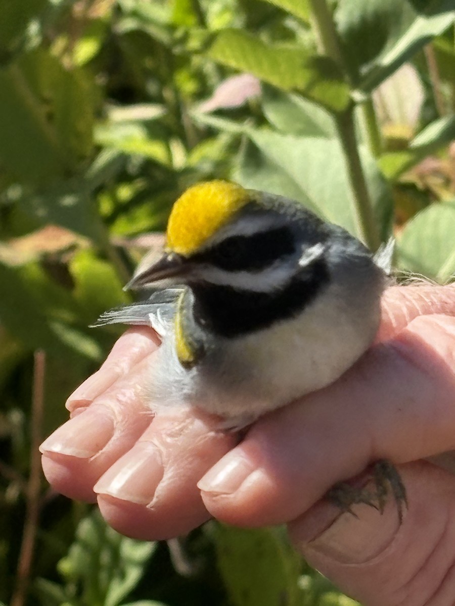 Golden-winged Warbler - ML641438305
