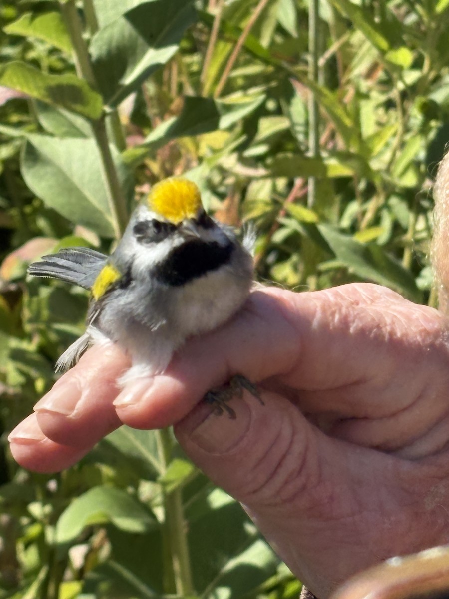 Golden-winged Warbler - ML641438306