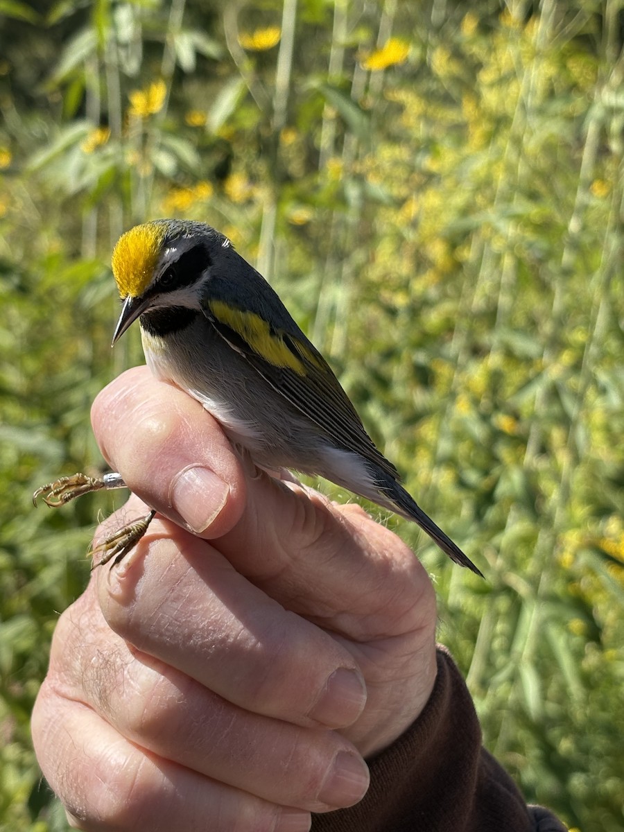 Golden-winged Warbler - ML641438307
