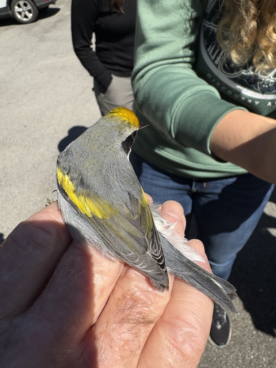 Golden-winged Warbler - ML641438308