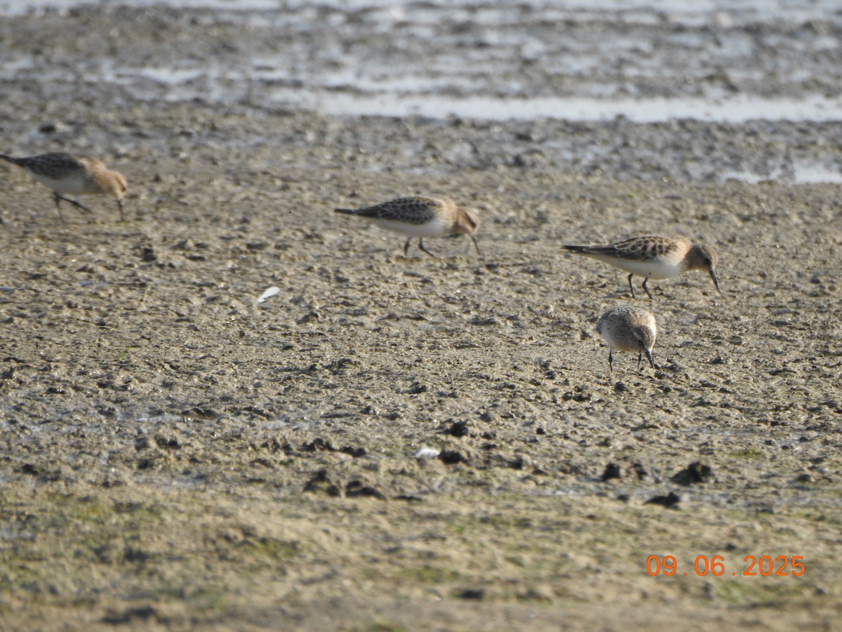 Байрдийн элсэг - ML641438323