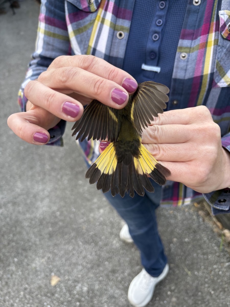 American Redstart - ML641438340