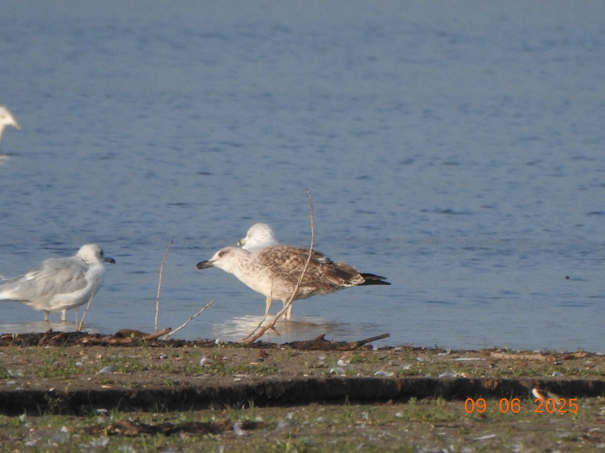 Бэсрэг цахлай - ML641438349