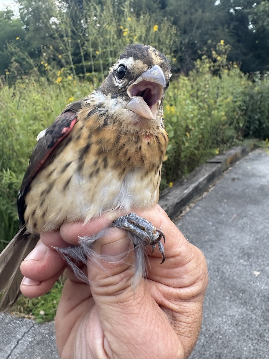 Rose-breasted Grosbeak - ML641438352