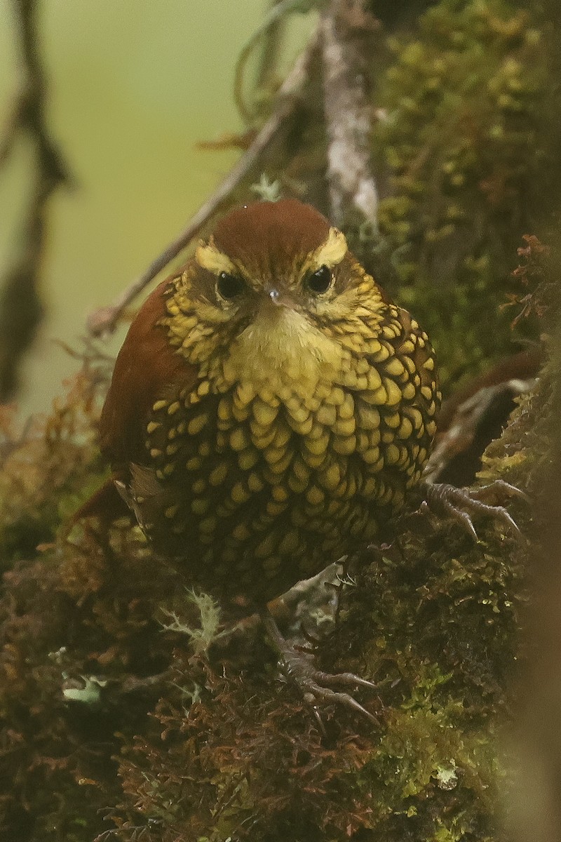 Pearled Treerunner - ML641438353