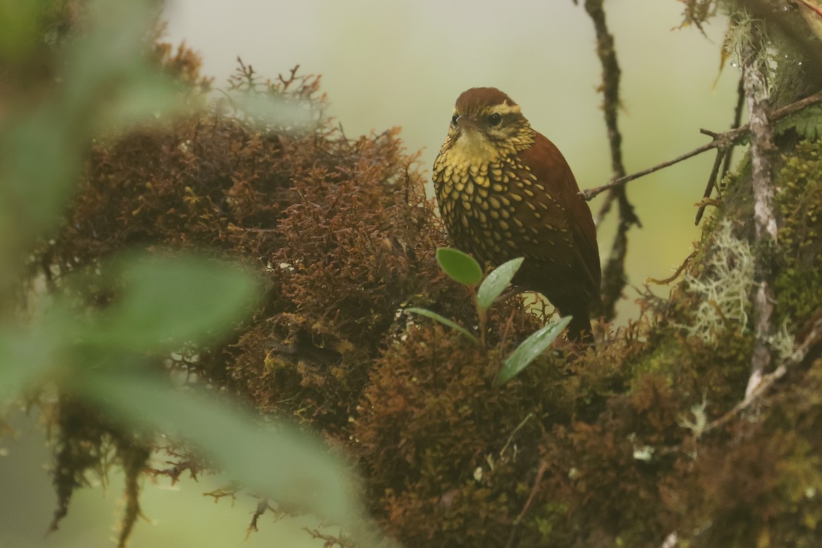 Pearled Treerunner - ML641438355