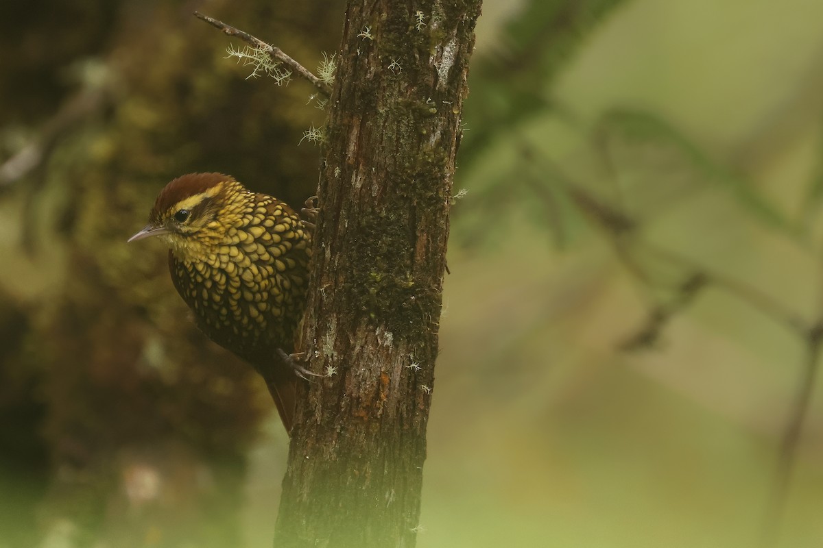 Pearled Treerunner - ML641438356