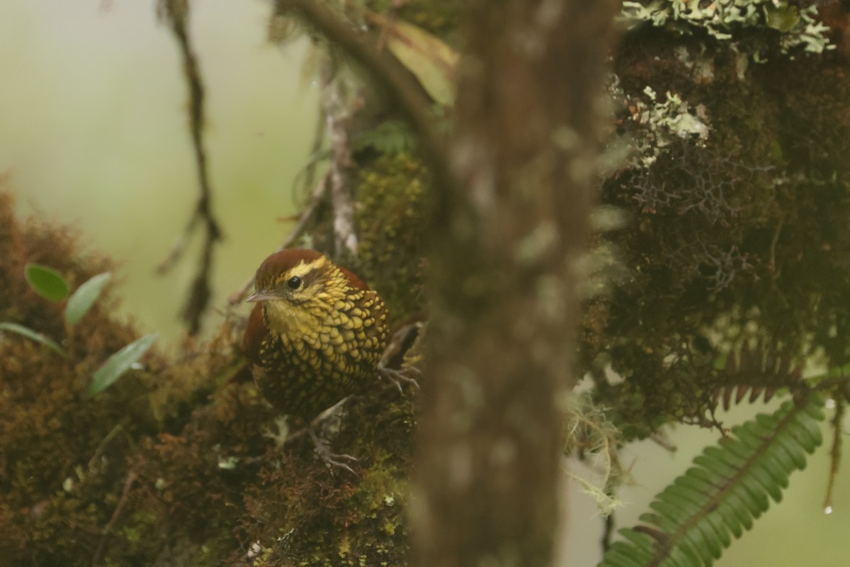 Pearled Treerunner - ML641438357