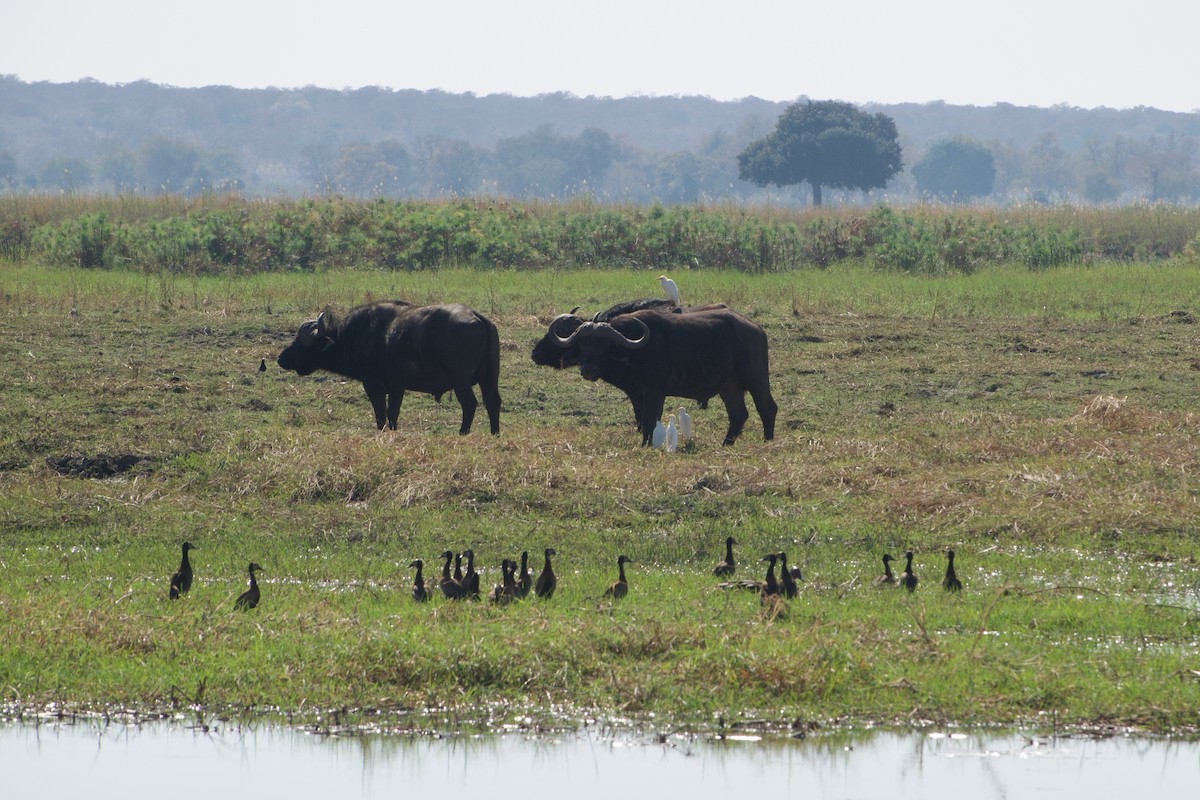 White-faced Whistling-Duck - ML641438365