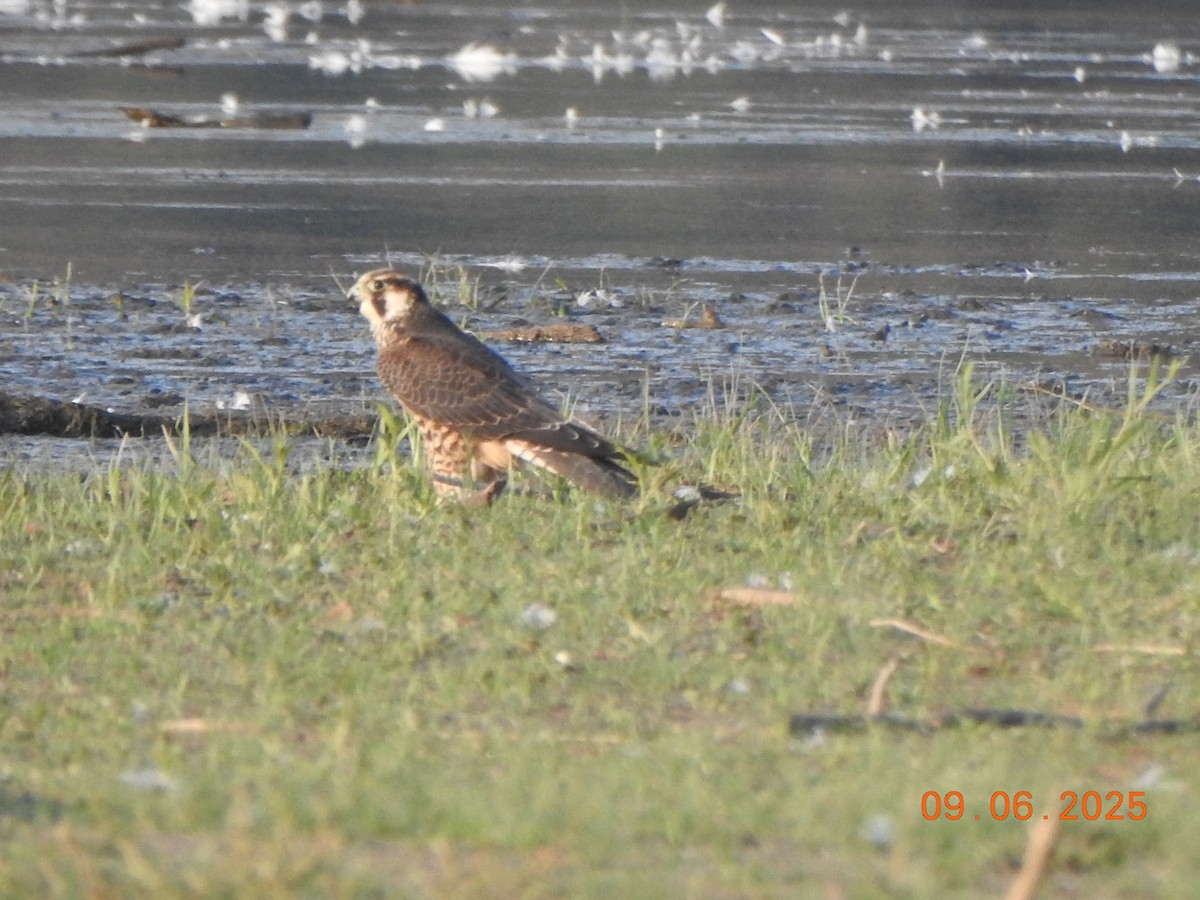 Эгэл шонхор - ML641438366