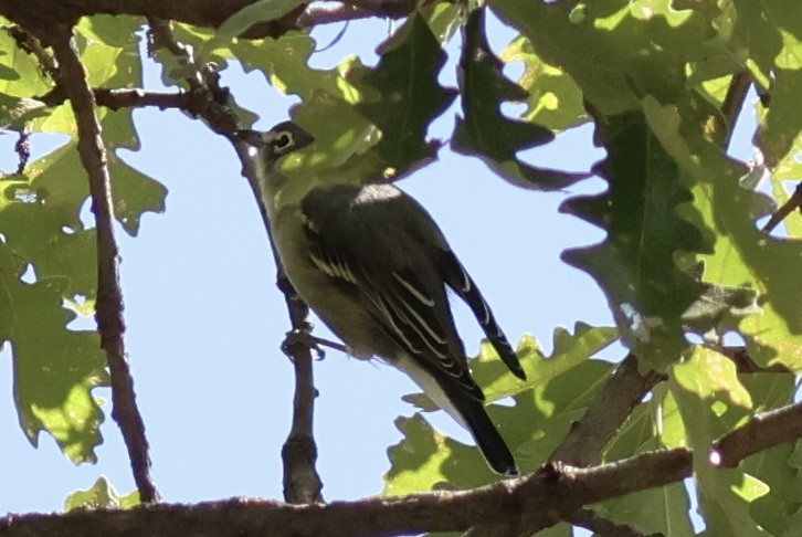 Plumbeous Vireo - ML641438375