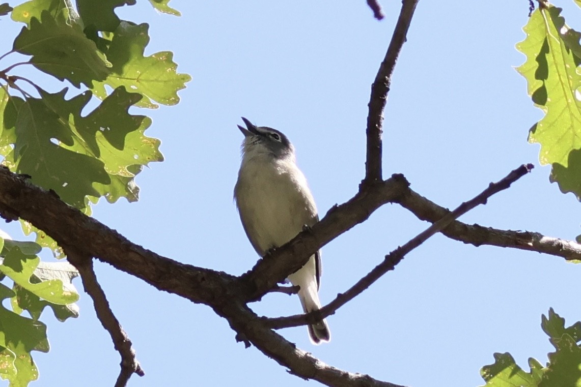 Plumbeous Vireo - ML641438376