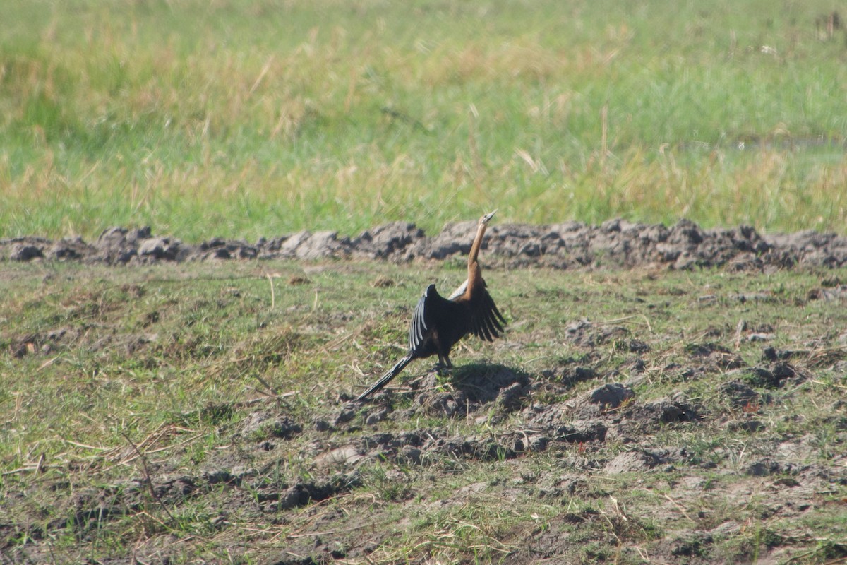 African Darter - ML641438386