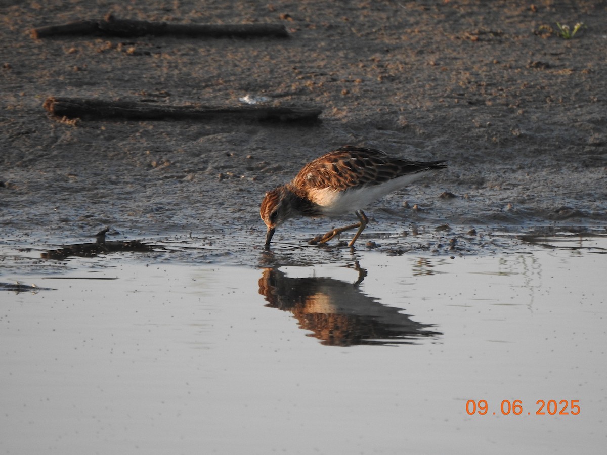 Least Sandpiper - ML641438393