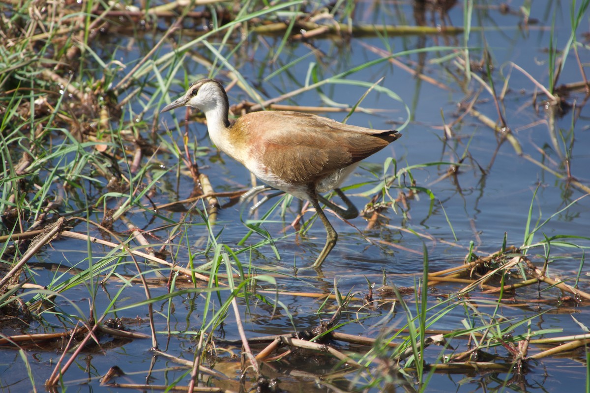 African Jacana - ML641438406