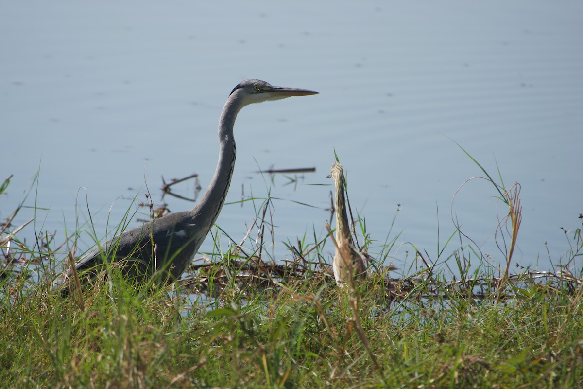 Gray Heron - ML641438431