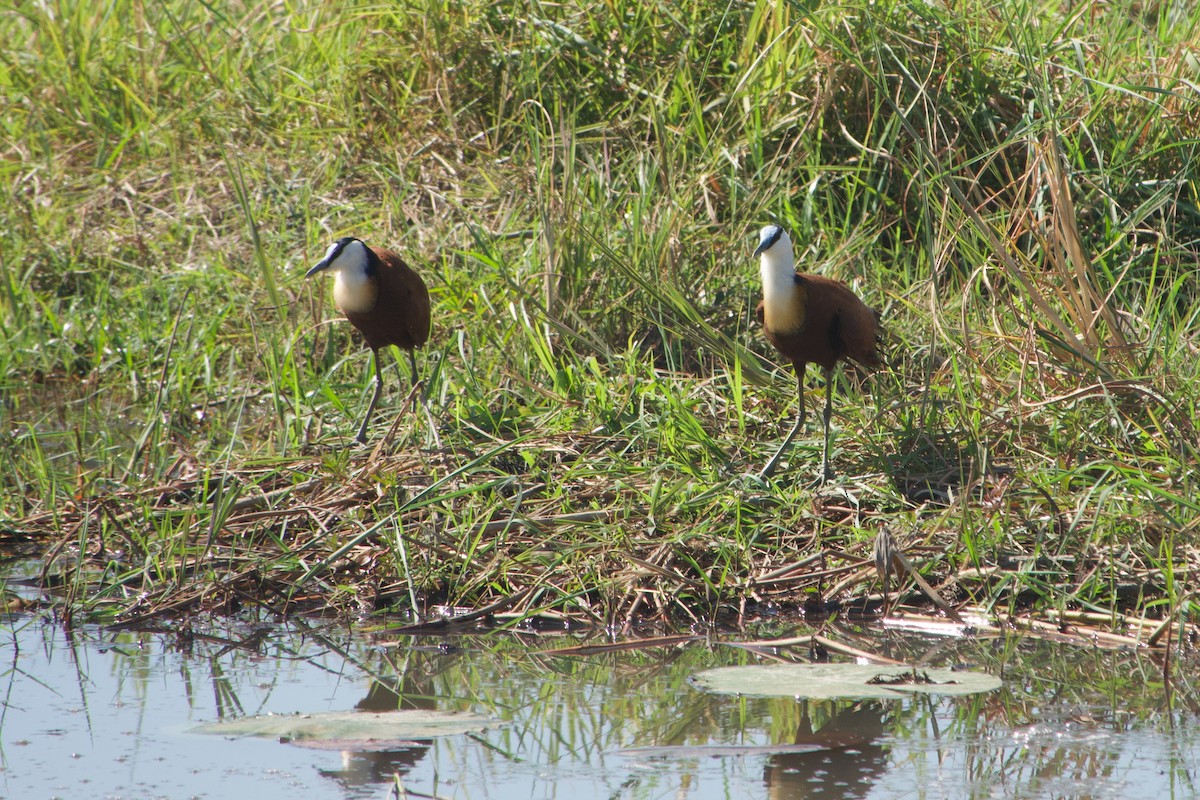African Jacana - ML641438448