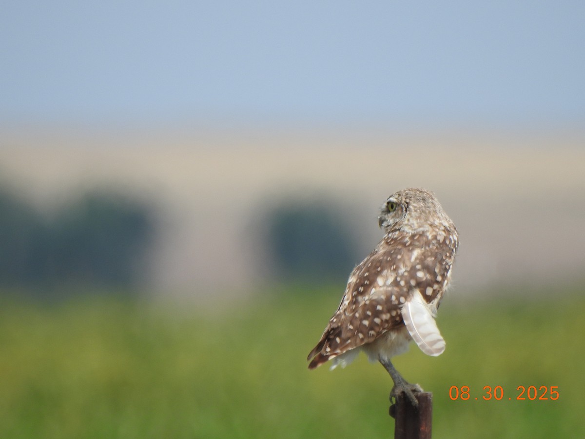 Burrowing Owl - ML641438454
