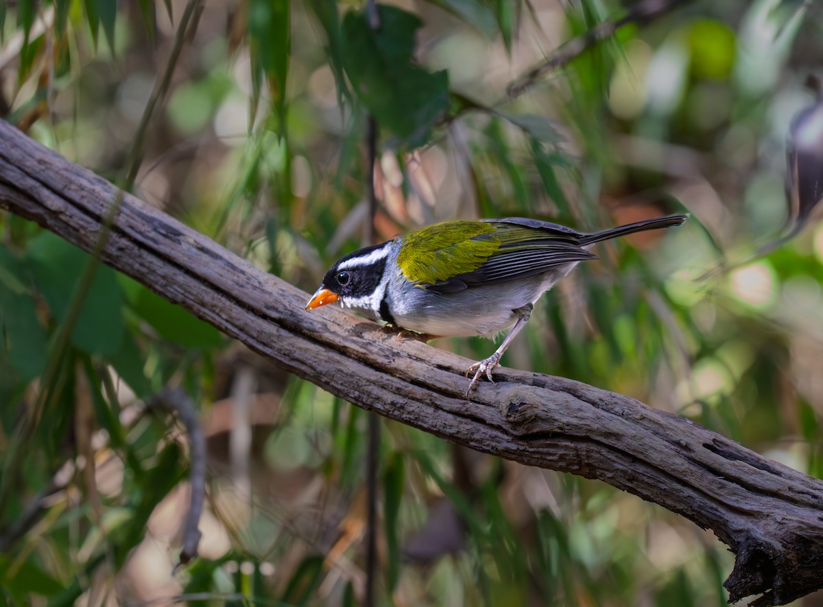 Saffron-billed Sparrow (Saffron-billed) - ML641438462