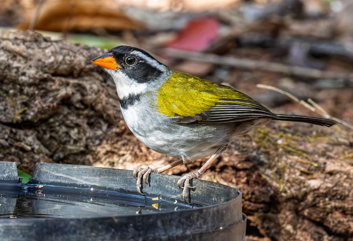 Saffron-billed Sparrow (Saffron-billed) - ML641438463