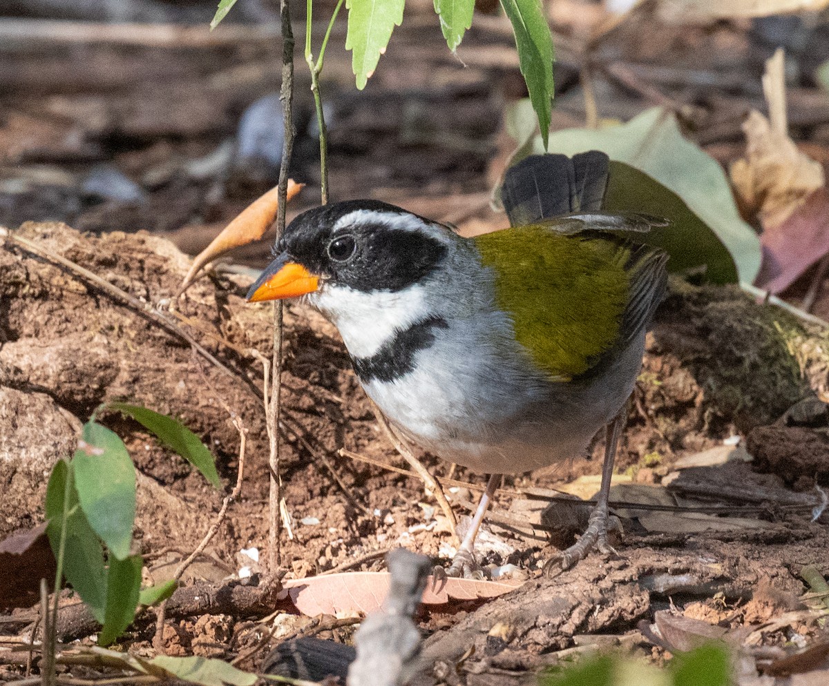 Saffron-billed Sparrow (Saffron-billed) - ML641438464