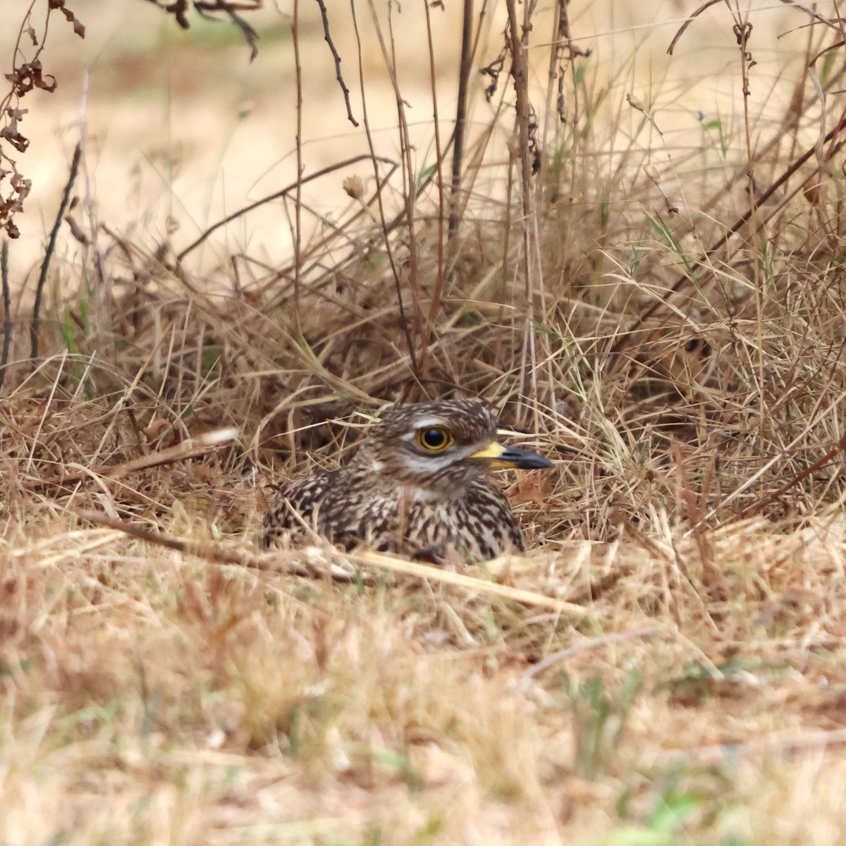 Spotted Thick-knee - ML641438465