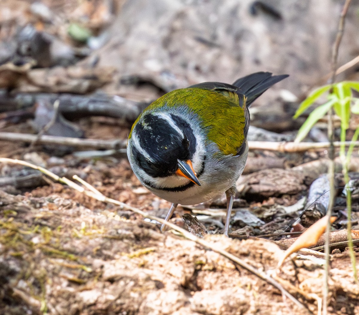 Saffron-billed Sparrow (Saffron-billed) - ML641438467